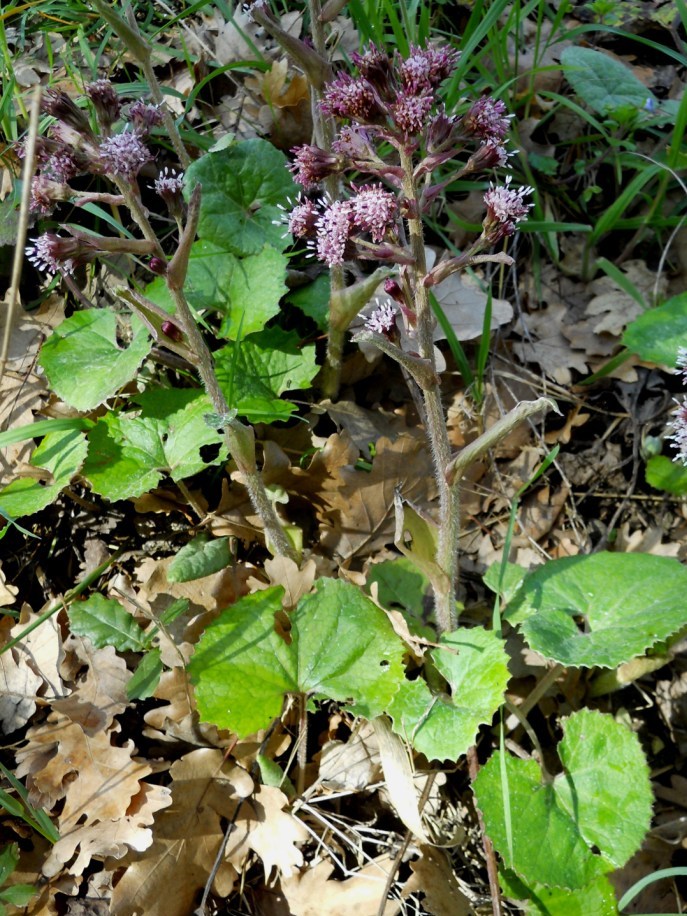 Petasites pyrenaicus (=P.fragrans) / Farfaraccio vaniglione